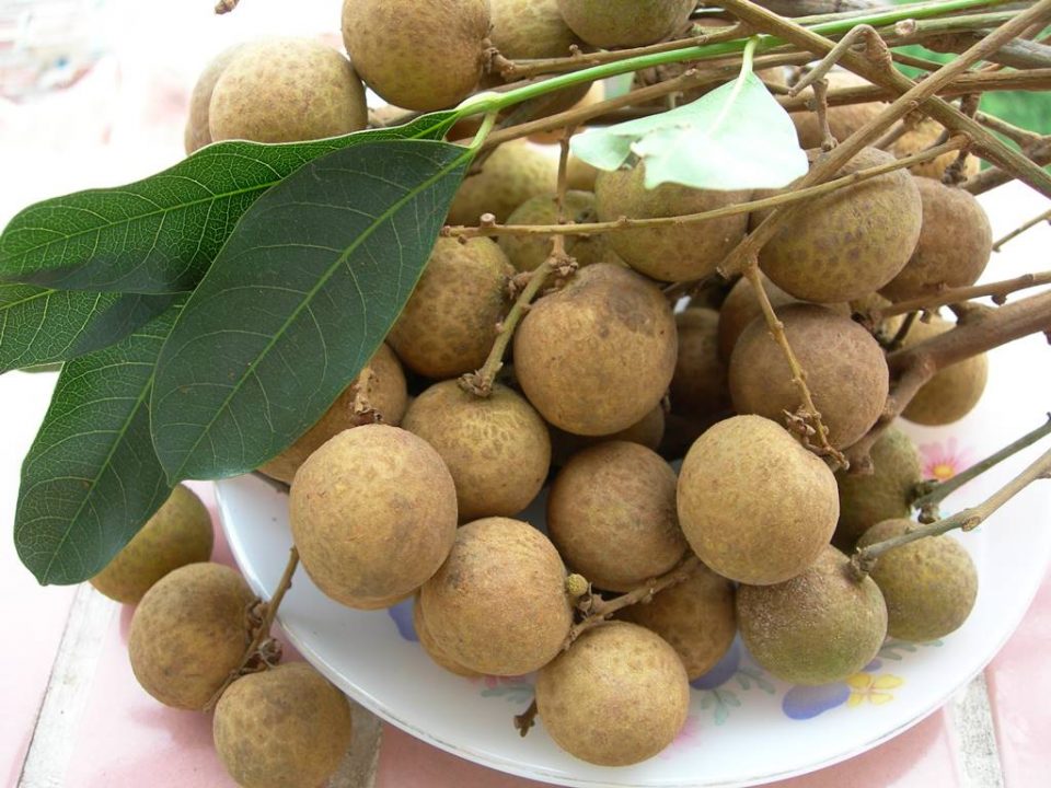 Seasonal Fruits In Northen Vietnam Ha Food Tours