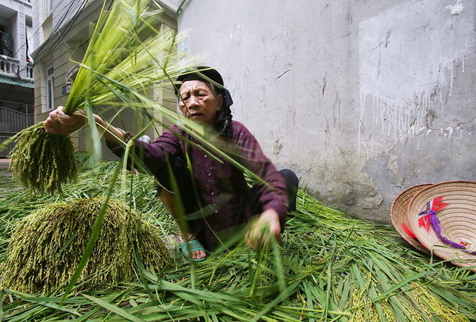 Autumn Green Sticky Rice In Hanoi Village