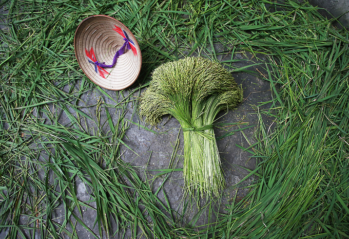 Autumn Green Sticky Rice In Hanoi Village